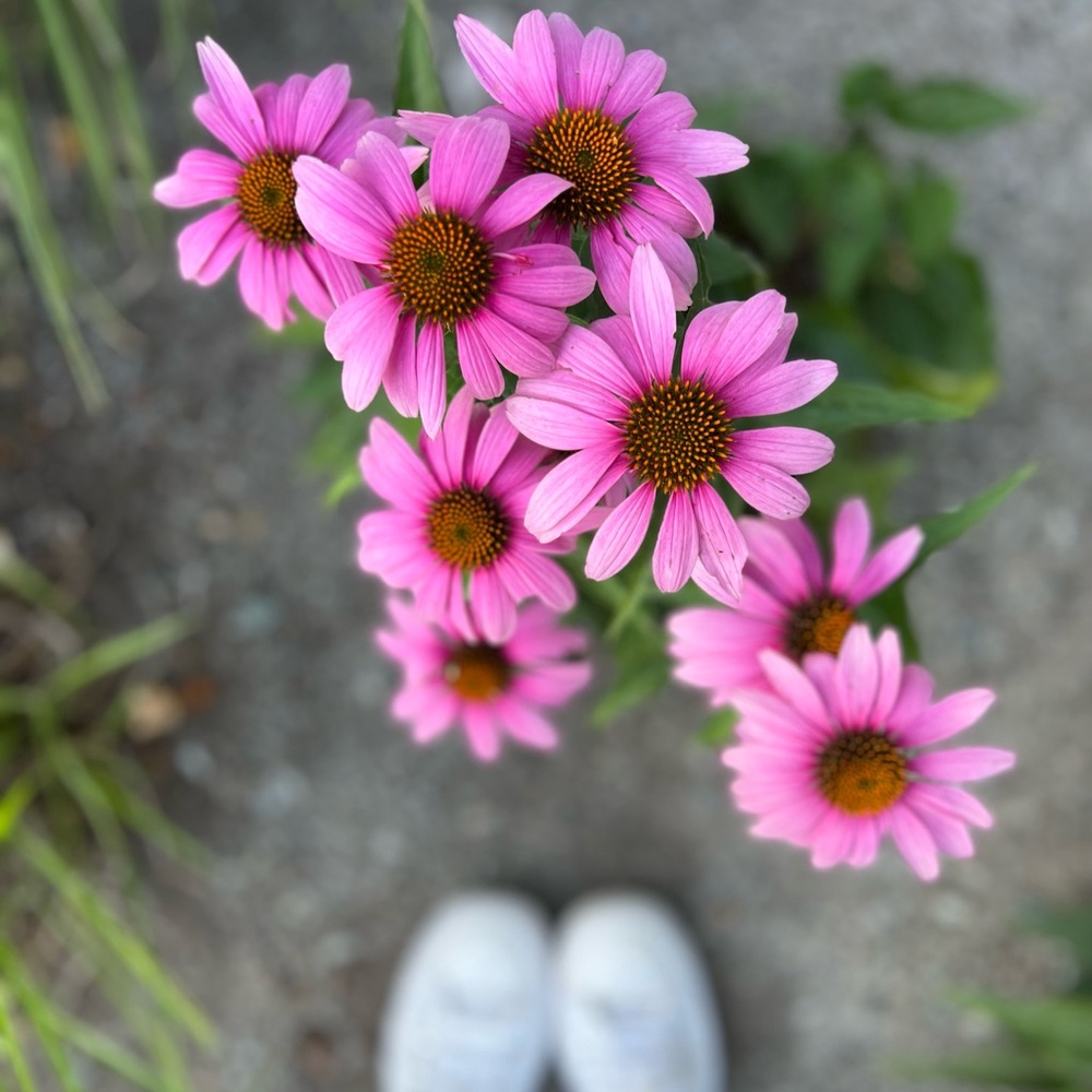 Meet your Posher, Sarah